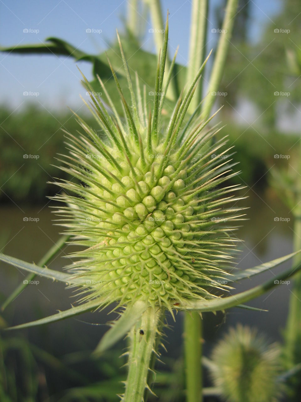 Barbed green flower