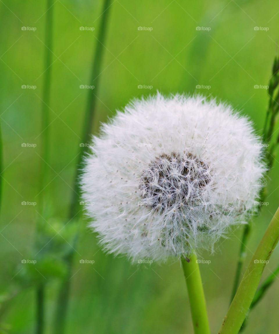 dandelion