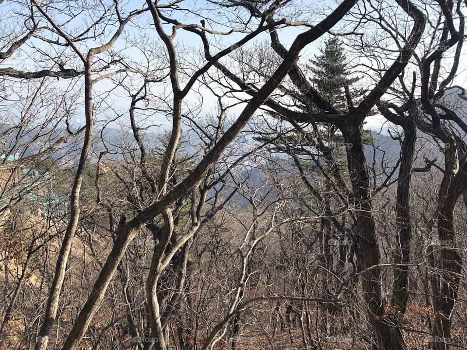 Late autumn in Korea