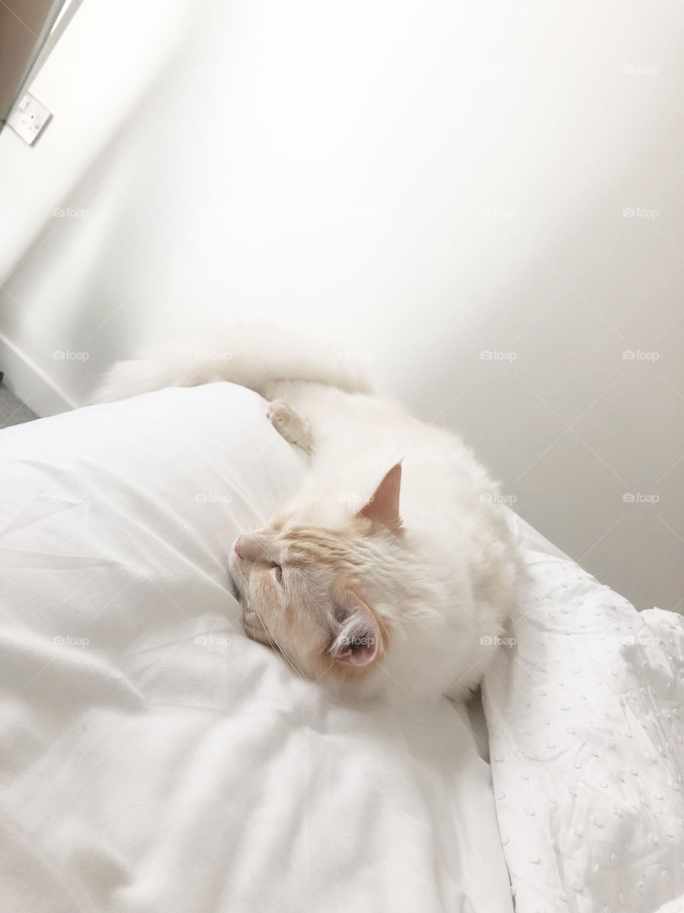 White ragdoll cat asleep on bed