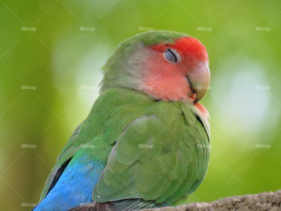 Portrait of green parrot