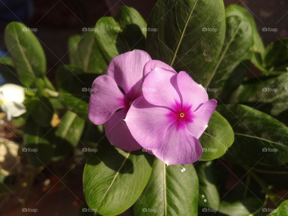 periwinkle pink flower fresh seasonal looking very beautiful generally found everywhere fresh seasonal