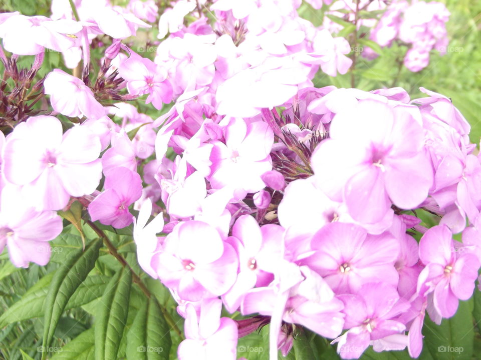 Pink Summer Flowers