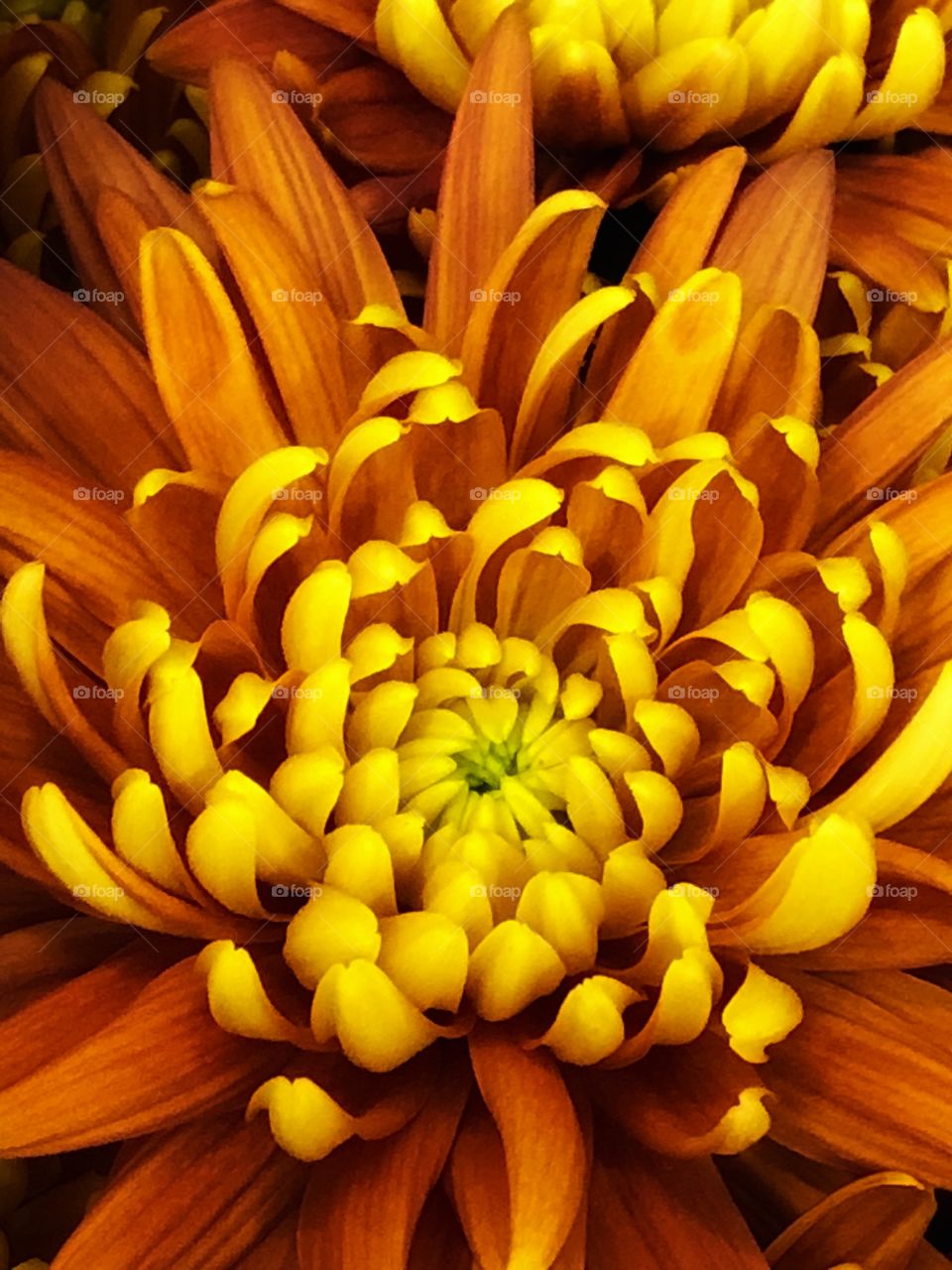 A close-up in a yellow chrysanthemums... Stunning!
