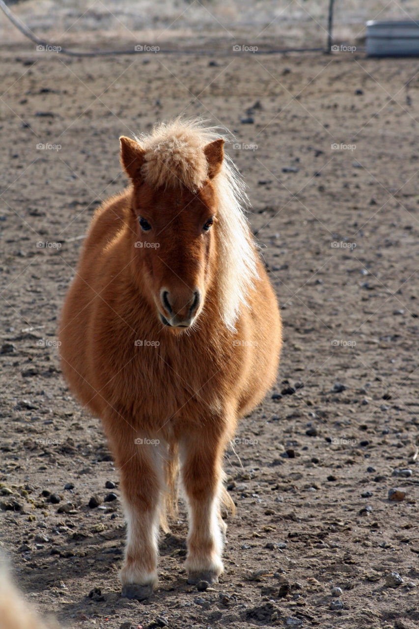mammals horse animals pony by mmcook