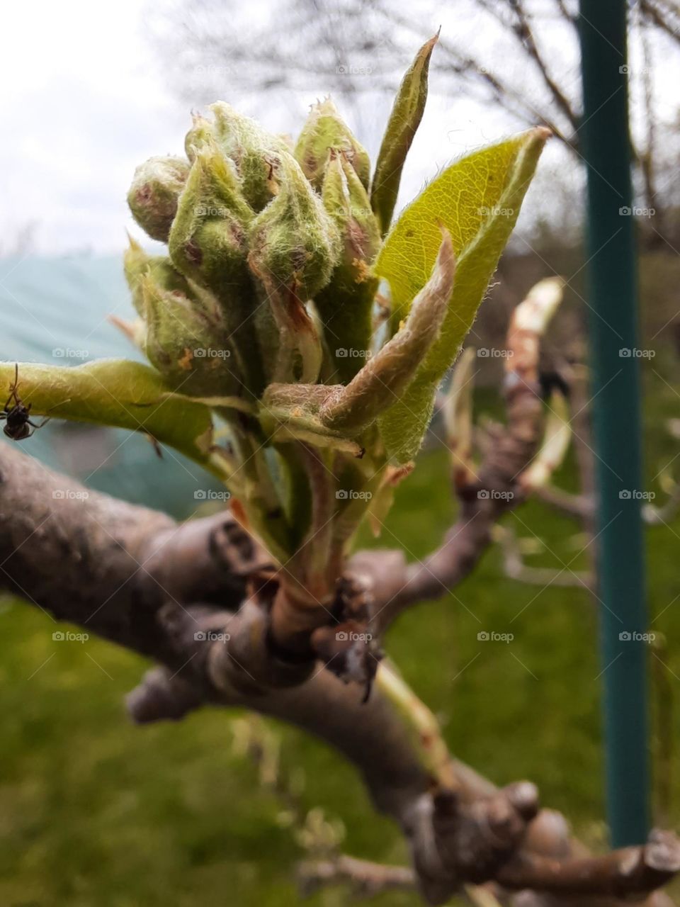 pear flower buds in early spring