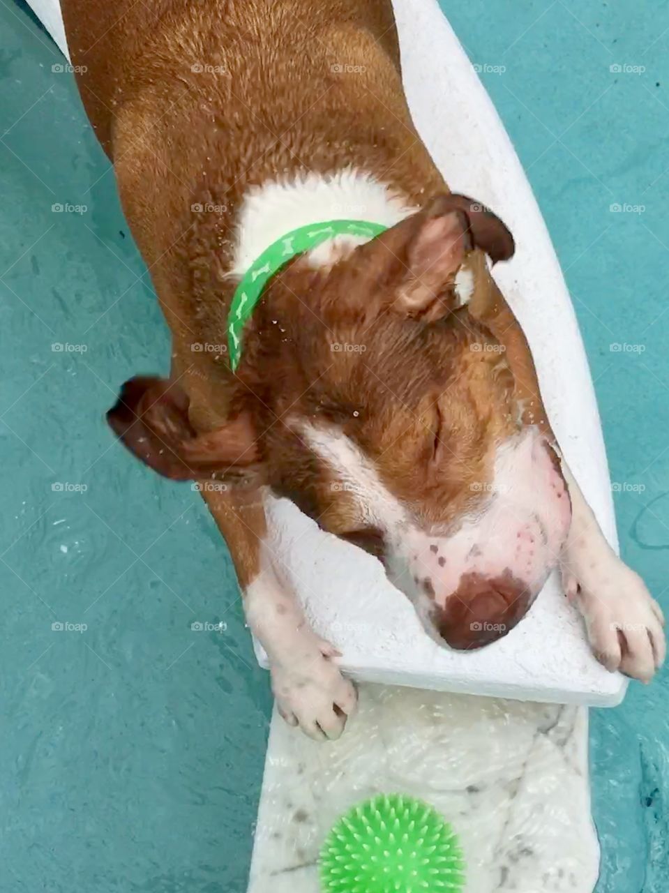 Happy rescue pitbull dog thrashing head in a pool 