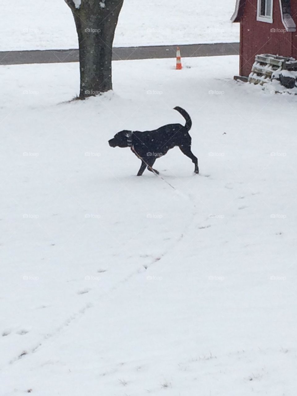 Black dog in the white snow