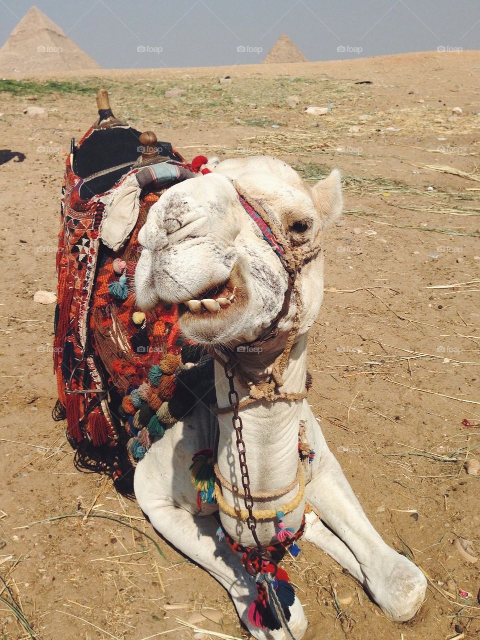 Camel at Giza