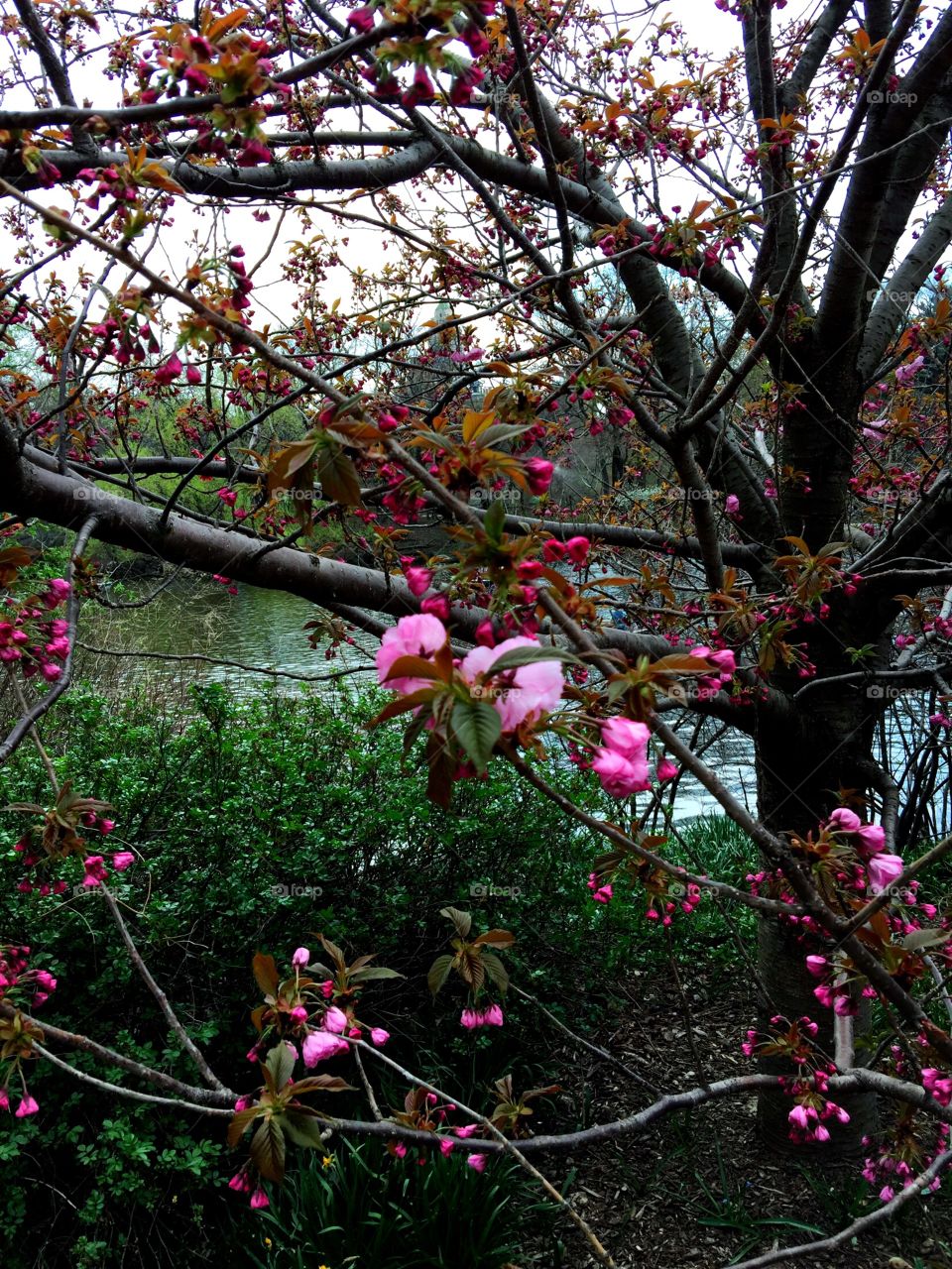 Kwanzan Cherry Tree, Central Park, New York City, Instagram,@PennyPeronto