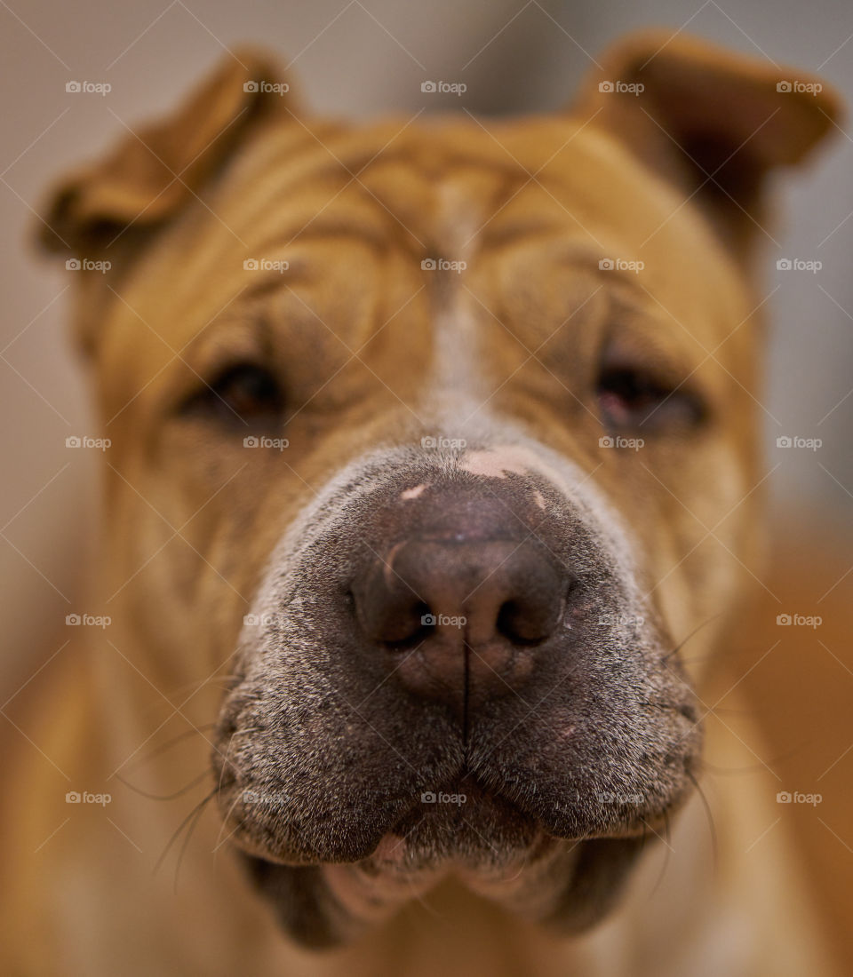 Close-up of a dog