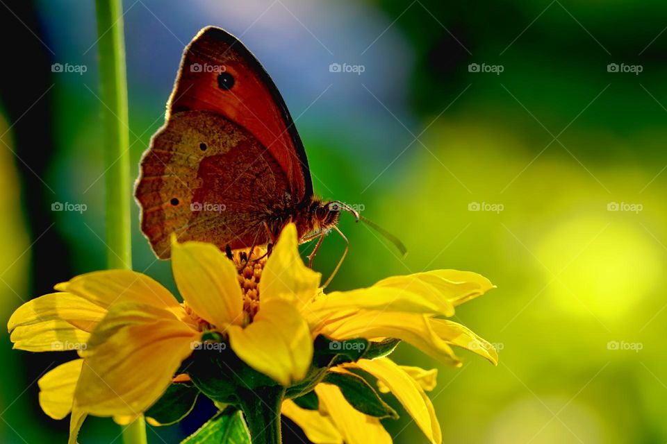 Beautiful and colourful butterfly