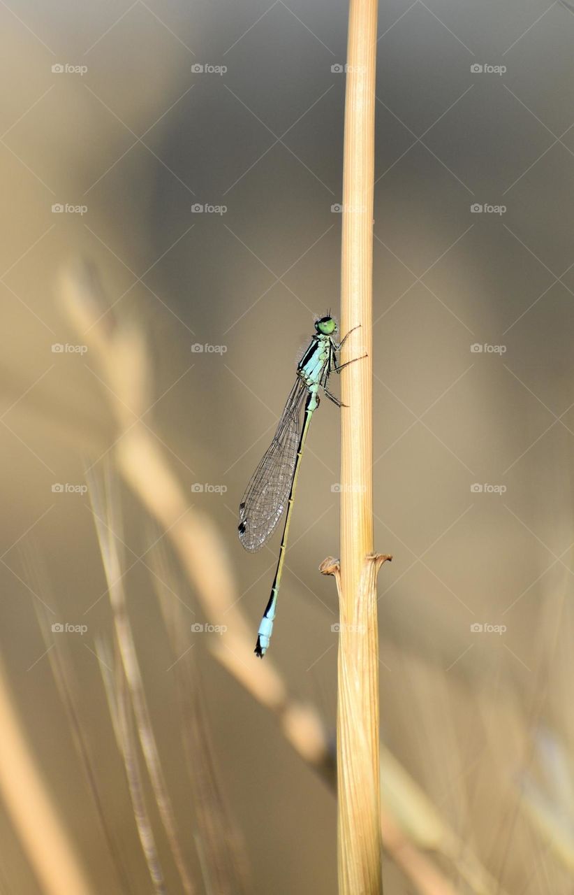 Damselfly 