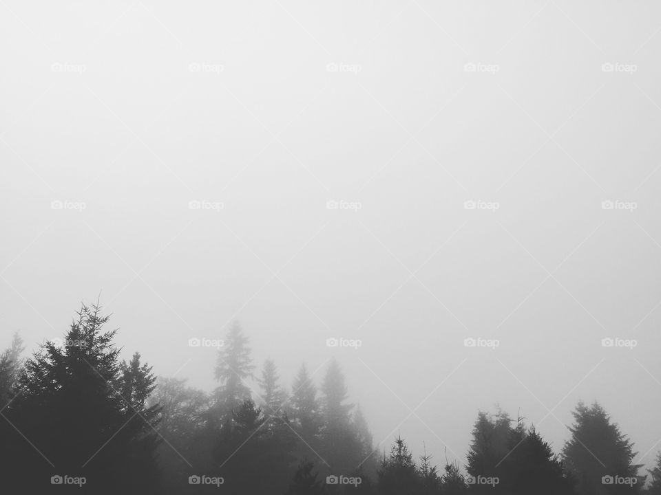 Autumn Fog. My backyard