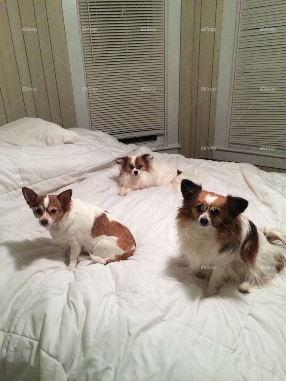 Bedtime with the puppies