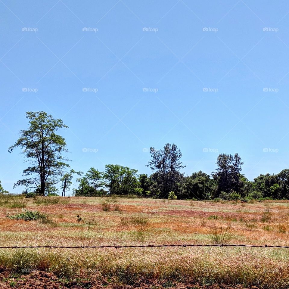 A dry field amidst the Californian summer, where the green fades into various brown, reds, and yellows.