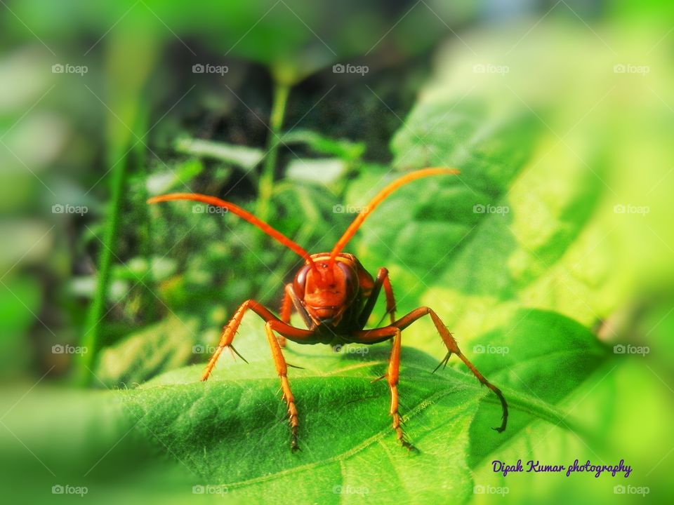 wildlife photography