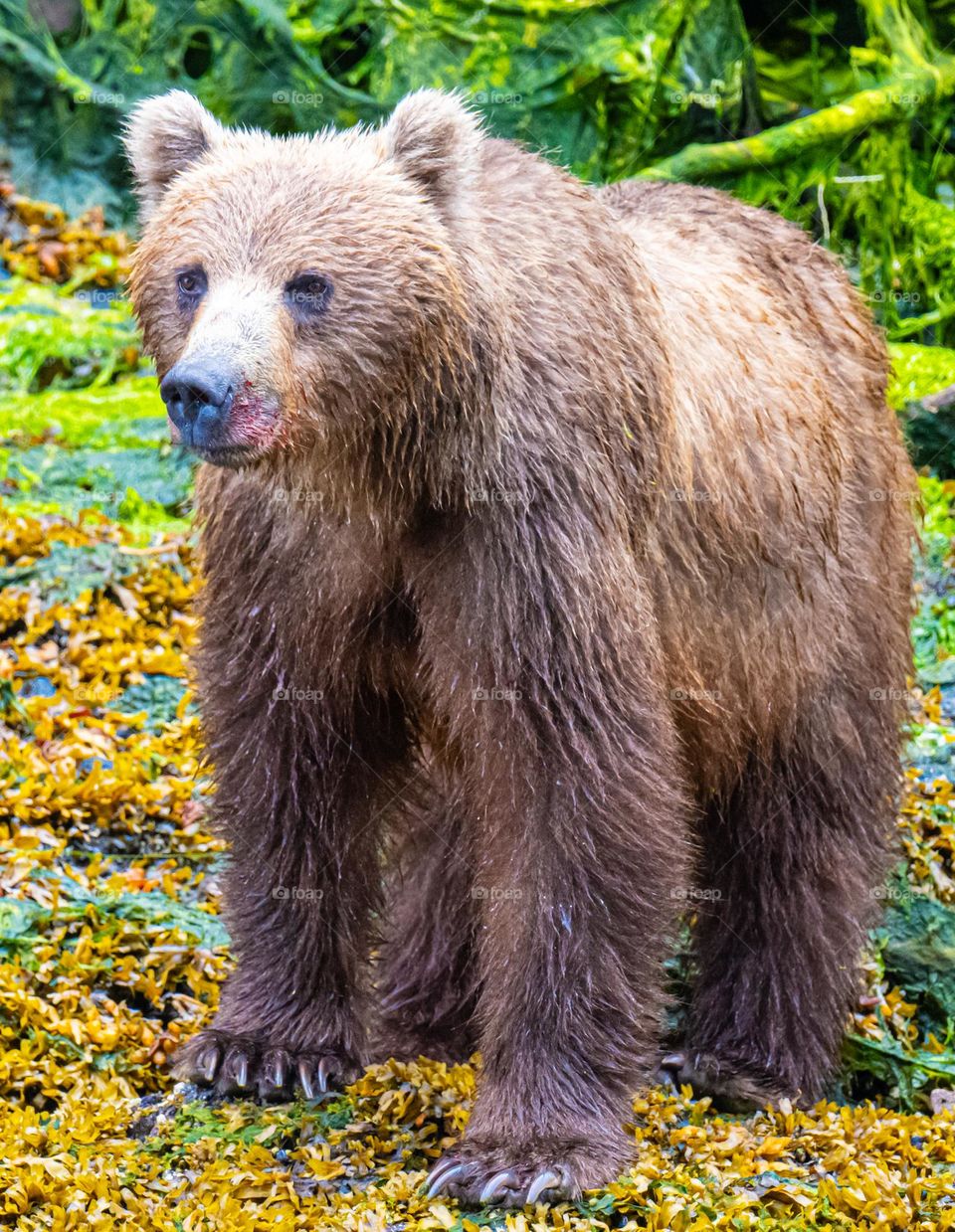 Mother Brown Bear after Feeding on Salmon