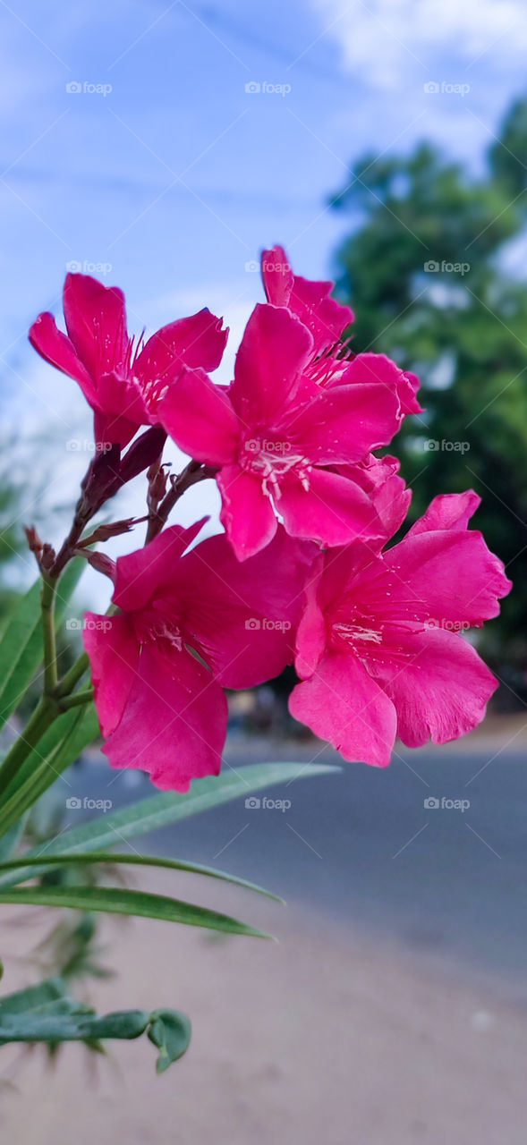 pink flowers🌺