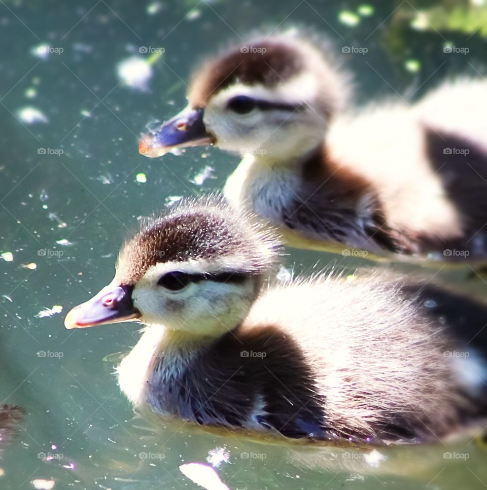 Two adorable baby wood ducks, swimming in a pond on a beautiful, sunny Spring day. Photo was taken at the Dominion Arboretum in Ottawa, Ontario, Canada in May 2018.