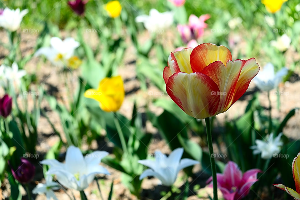 tulipe bicolore