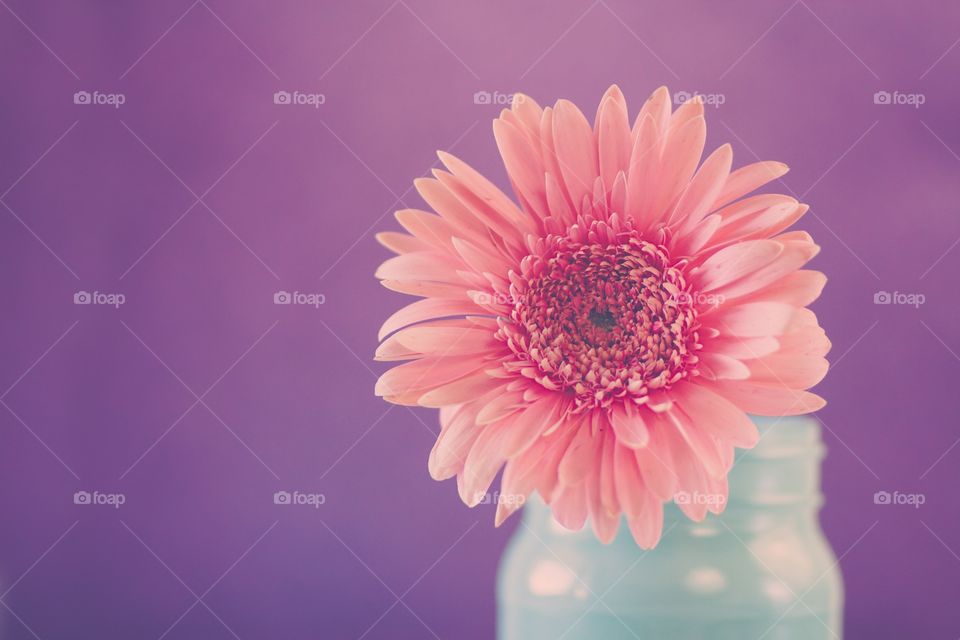Pink daisy against a purple background. Studio still life floral