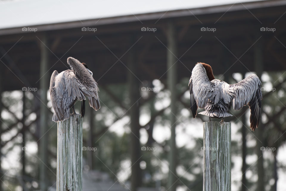 Bird, Wildlife, Nature, Animal, No Person