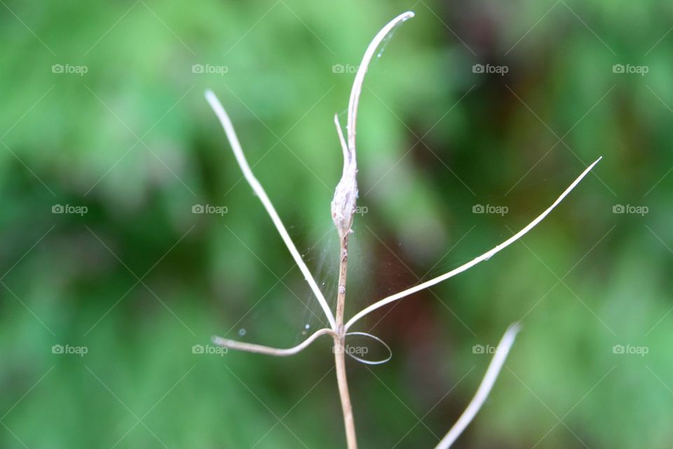 dried weed stalk.