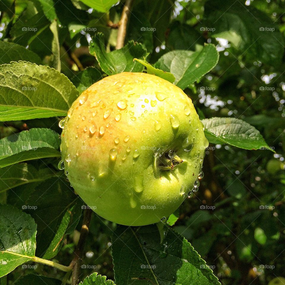 Apple in rain