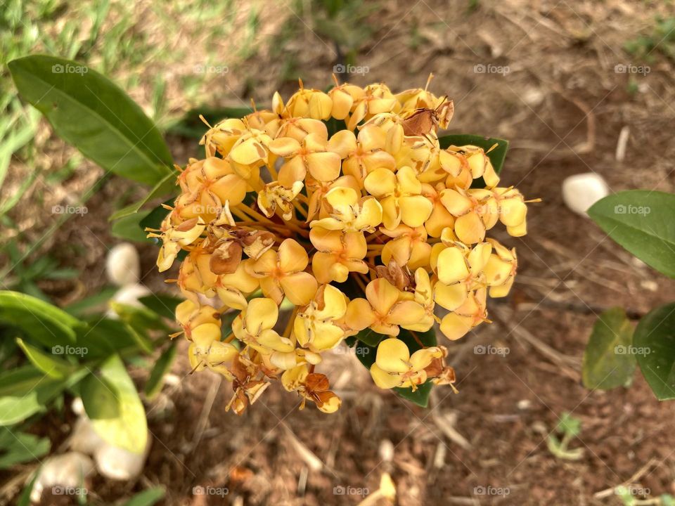 🌹 🇺🇸 Very beautiful flowers to brighten our day.  Live nature and its beauty. Did you like the delicate petals? / 🇧🇷 Flores muito bonitas para alegrar nosso dia. Viva a natureza e sua beleza. Gostaram das pétalas delicadas? 