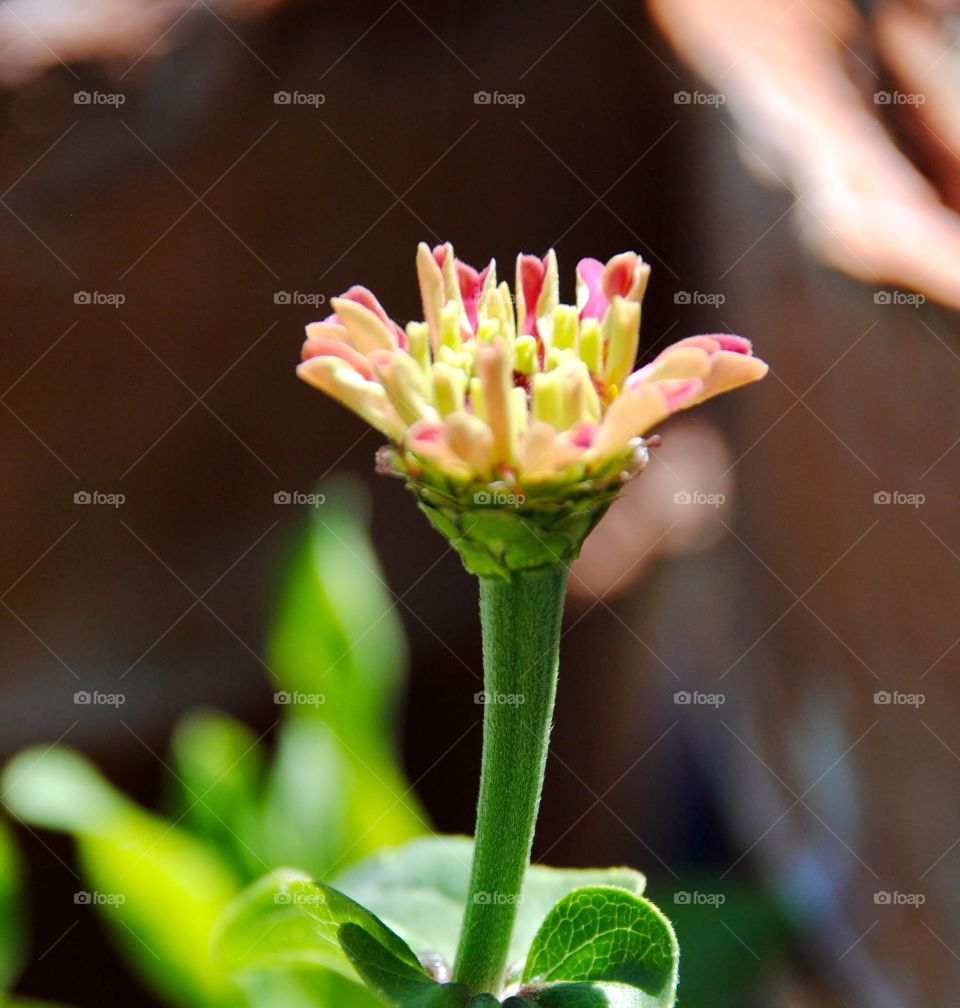 Beauty’s New Beginning 