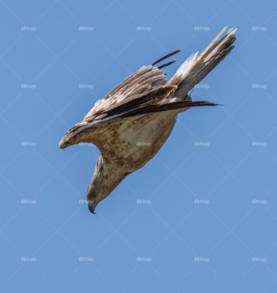 Diving Whistling Kite