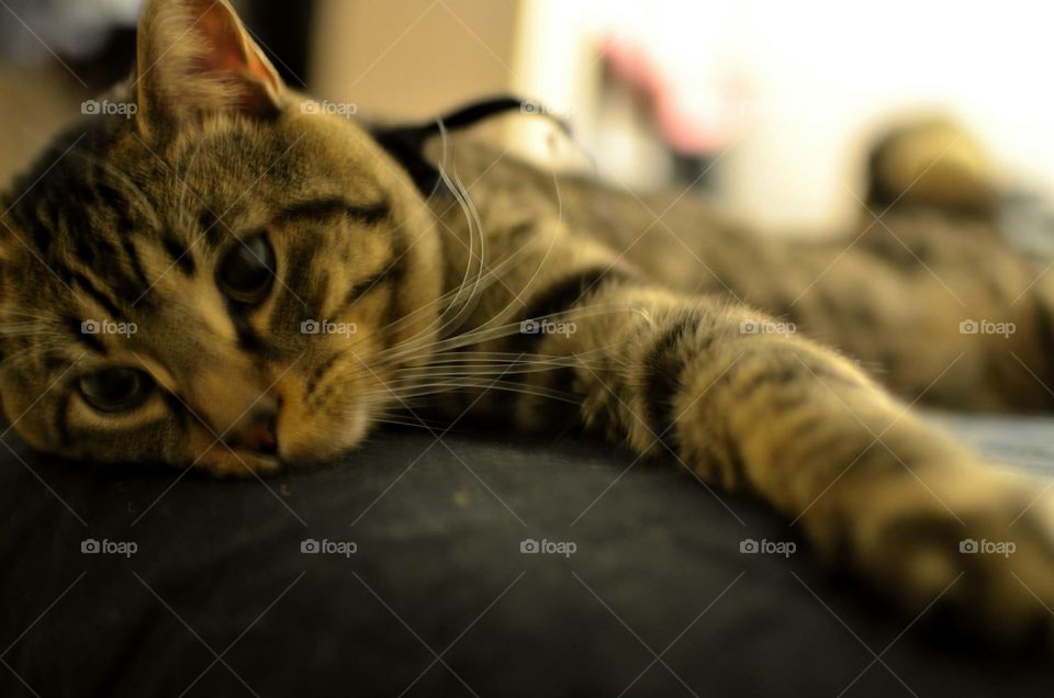 A charming cat resting on the couch after a long day of food, naps and cuddles.