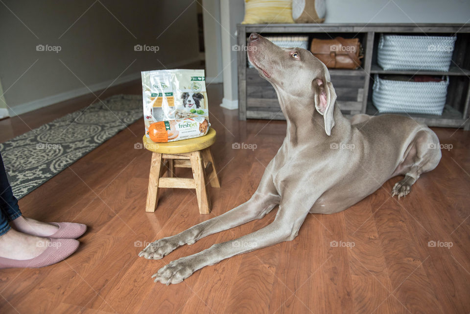Pet weimaraner dog laying down and waiting for his owner to give him food