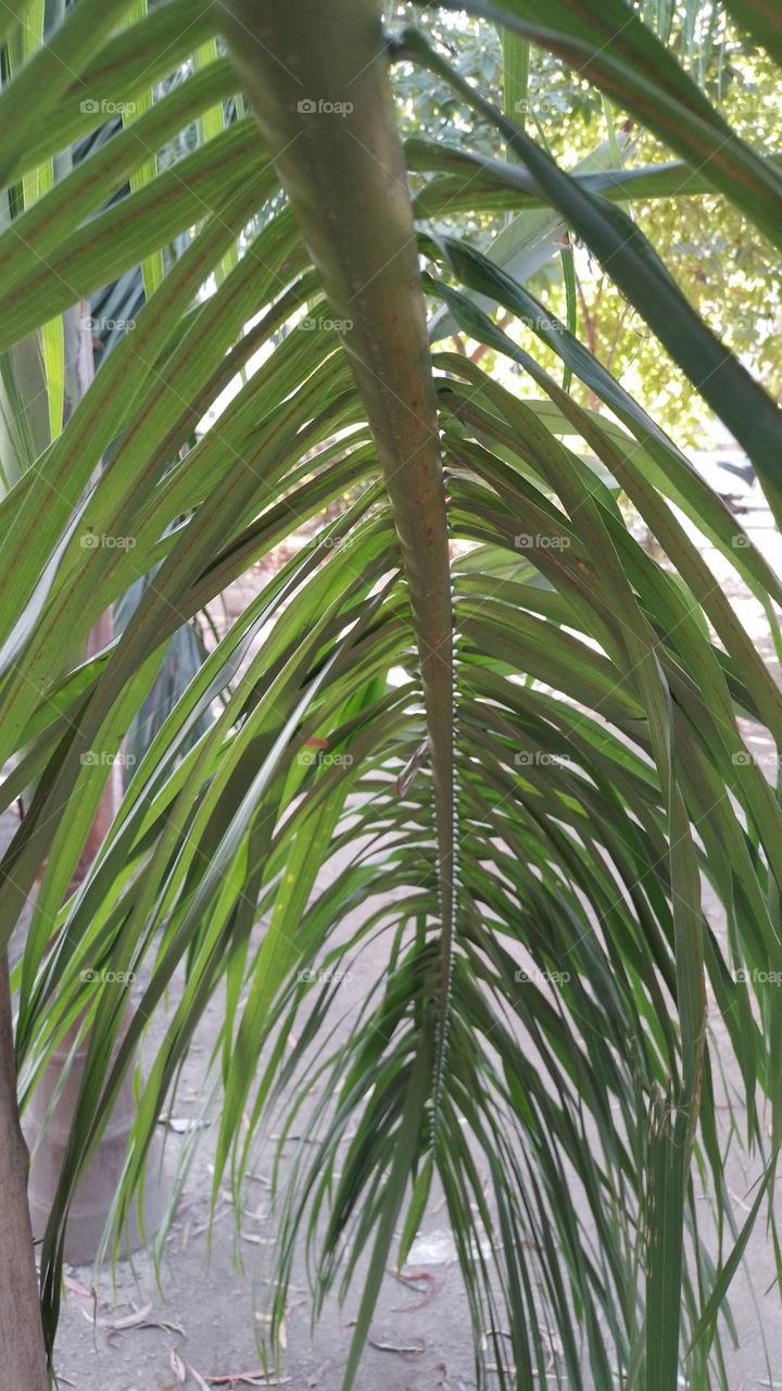 palm leaf