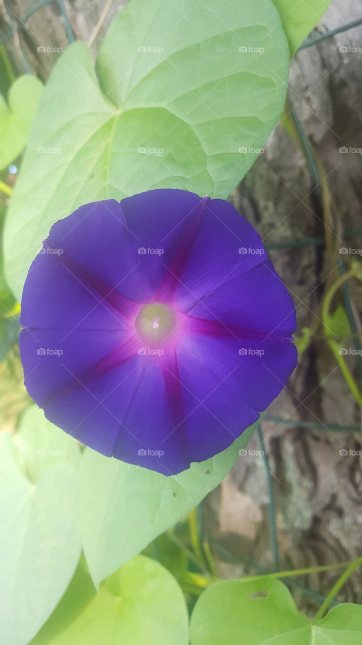 purple closeup