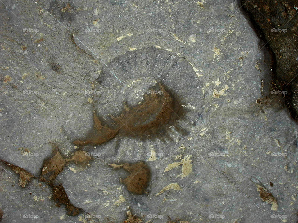 Ammonite