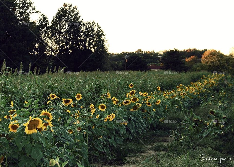 Sunflower Field