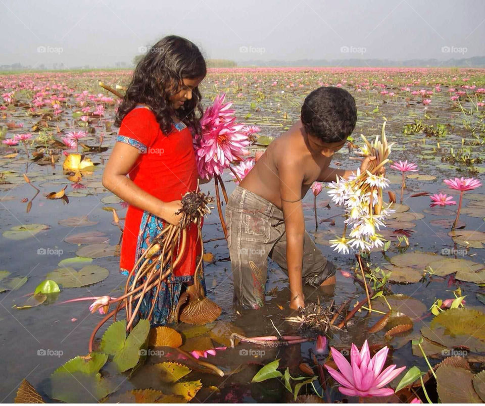 lily lake childhood memory lily pick up in bangladesh. natural beauty of bangladesh!🌾🌻🌺🌵🌼 bangladesh by princenazrul