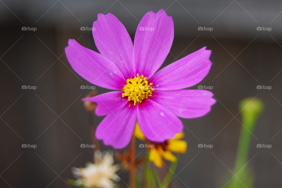 Flower Closeups