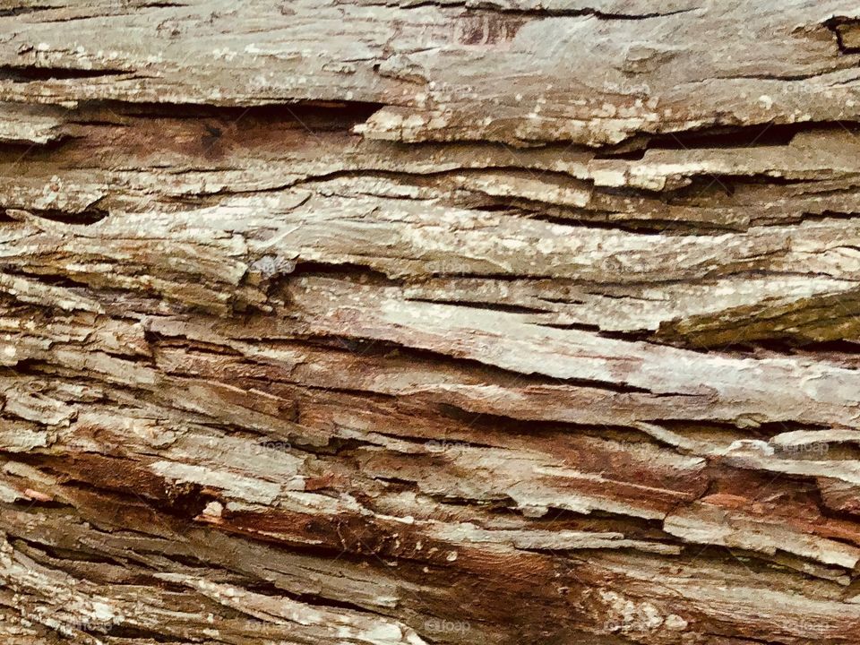 Bark on tree