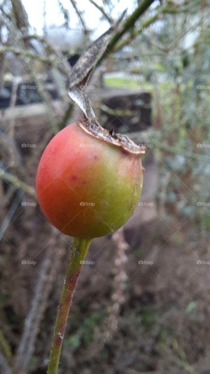 winter garden- green and red fruit of climbing rose