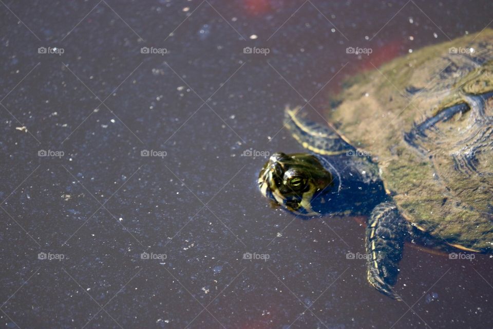 Turtle 