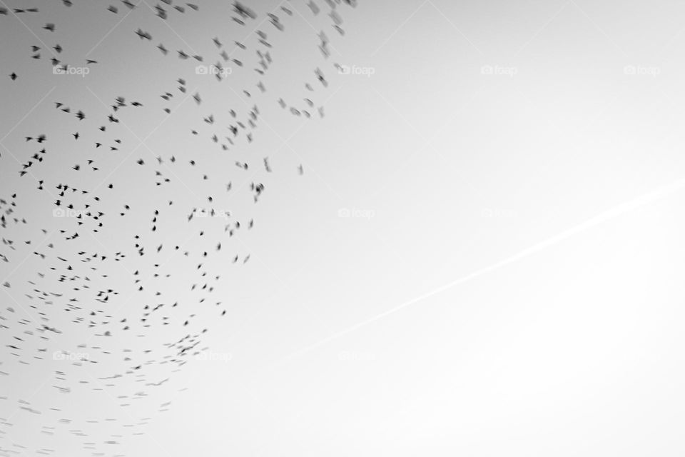 A flock of birds in the sky