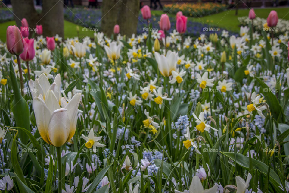 Tulips in the rain