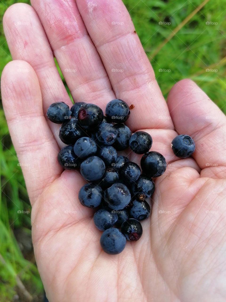 Blueberries