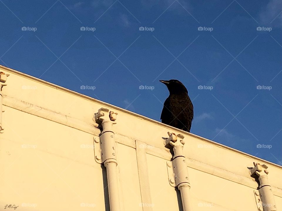Crow