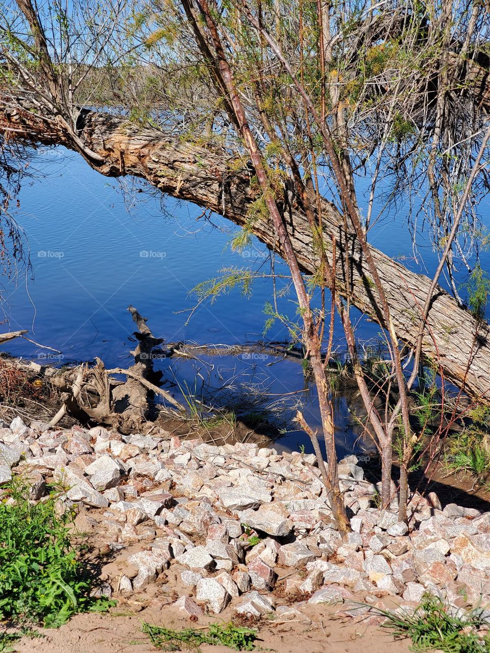 Tree Leaning Over a River