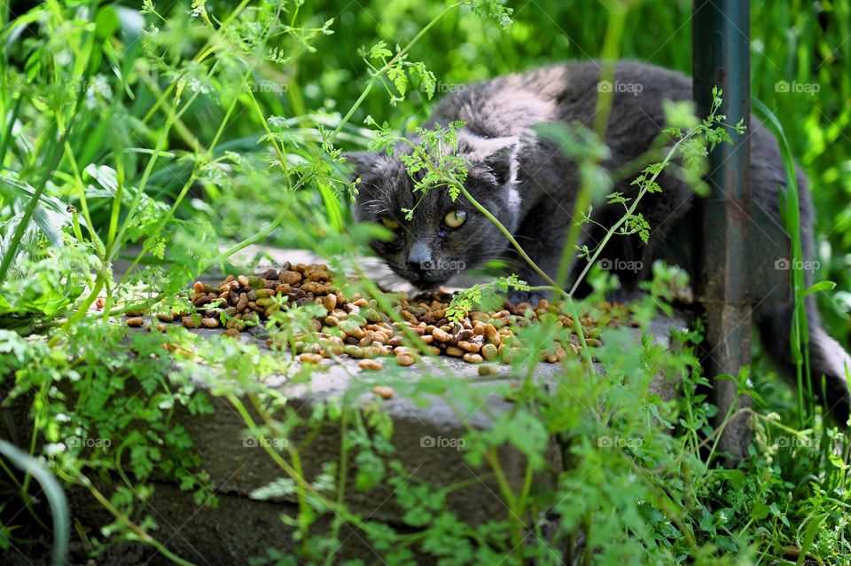Stray cat in the park was eating 