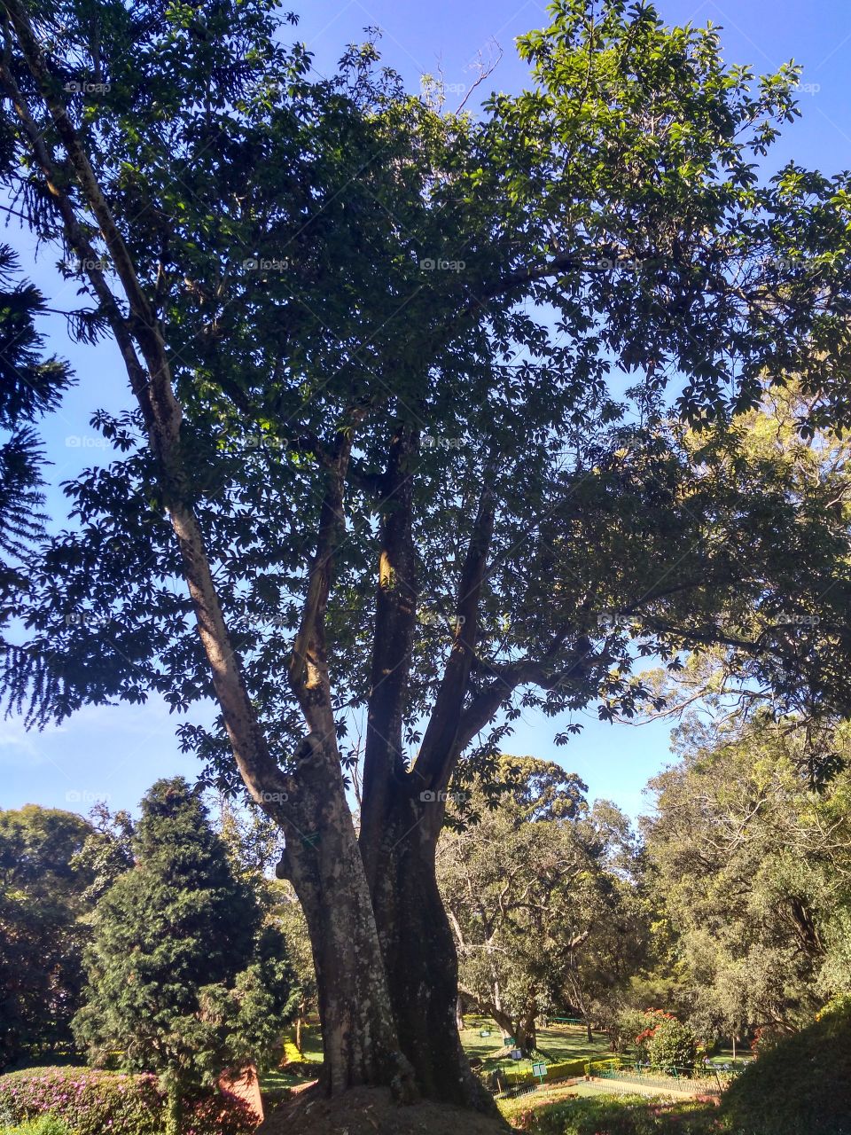 tree 🌲 with sunlight